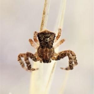 Stephanopis sp. (genus) at Cook, ACT - 21 Mar 2023