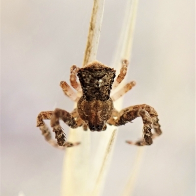 Stephanopis sp. (genus) (Knobbly crab spider) at Cook, ACT - 21 Mar 2023 by CathB