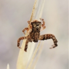 Stephanopis sp. (genus) at Cook, ACT - 21 Mar 2023