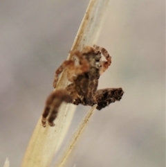 Stephanopis sp. (genus) at Cook, ACT - 21 Mar 2023