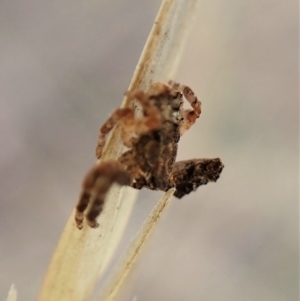 Stephanopis sp. (genus) at Cook, ACT - 21 Mar 2023
