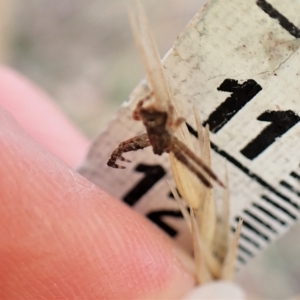 Stephanopis sp. (genus) at Cook, ACT - 21 Mar 2023