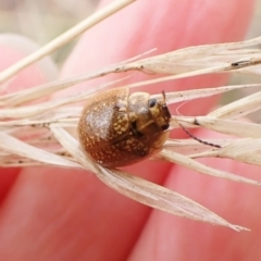 Paropsisterna cloelia (Eucalyptus variegated beetle) at Mount Painter - 20 Mar 2023 by CathB