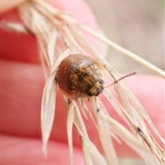 Paropsisterna cloelia at Mount Painter - 20 Mar 2023