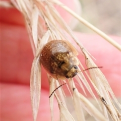 Paropsisterna cloelia at Mount Painter - 20 Mar 2023 10:47 AM