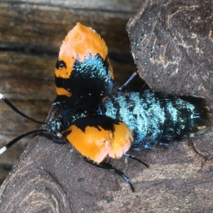 Cebysa leucotelus at Ainslie, ACT - 21 Mar 2023