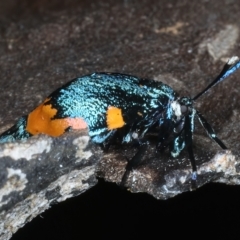 Cebysa leucotelus at Ainslie, ACT - 21 Mar 2023