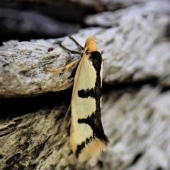 Ocystola crystallina (A Concealer moth) at Aranda, ACT - 21 Mar 2023 by CathB