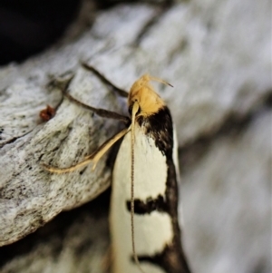 Ocystola crystallina at Aranda, ACT - 21 Mar 2023 02:57 PM