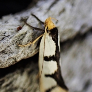 Ocystola crystallina at Aranda, ACT - 21 Mar 2023 02:57 PM