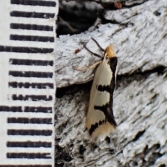 Ocystola crystallina at Aranda, ACT - 21 Mar 2023 02:57 PM