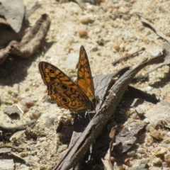 Geitoneura acantha (Ringed Xenica) at Tidbinbilla Nature Reserve - 3 Feb 2023 by Christine