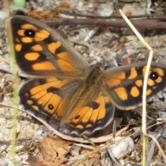 Geitoneura klugii (Marbled Xenica) at Paddys River, ACT - 3 Feb 2023 by Christine