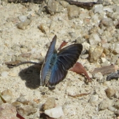 Zizina otis (Common Grass-Blue) at Paddys River, ACT - 4 Feb 2023 by Christine