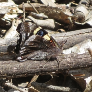 Vanessa itea at Paddys River, ACT - 4 Feb 2023