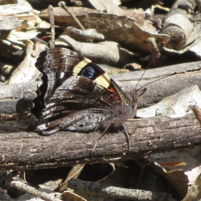 Vanessa itea (Yellow Admiral) at Tidbinbilla Nature Reserve - 4 Feb 2023 by Christine