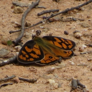 Heteronympha penelope at Paddys River, ACT - 4 Feb 2023