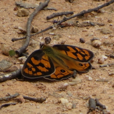 Heteronympha penelope (Shouldered Brown) at Paddys River, ACT - 4 Feb 2023 by Christine