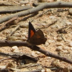 Paralucia aurifera (Bright Copper) at Tidbinbilla Nature Reserve - 4 Feb 2023 by Christine