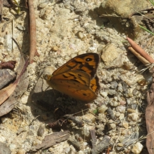 Heteronympha merope at Paddys River, ACT - 4 Feb 2023