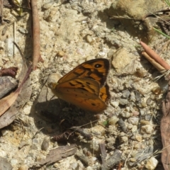 Heteronympha merope (Common Brown Butterfly) at Paddys River, ACT - 4 Feb 2023 by Christine