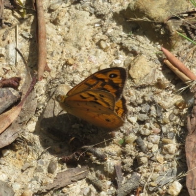 Heteronympha merope (Common Brown Butterfly) at Tidbinbilla Nature Reserve - 4 Feb 2023 by Christine