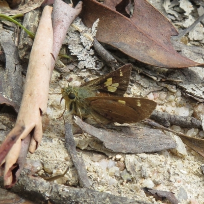 Timoconia flammeata (Bright Shield-skipper) at Tidbinbilla Nature Reserve - 4 Feb 2023 by Christine