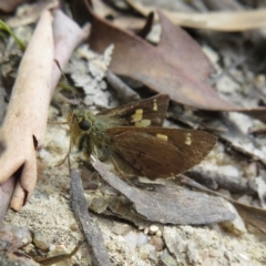 Timoconia flammeata at Paddys River, ACT - 4 Feb 2023 12:41 PM