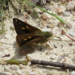 Timoconia flammeata (Bright Shield-skipper) at Tidbinbilla Nature Reserve - 4 Feb 2023 by Christine