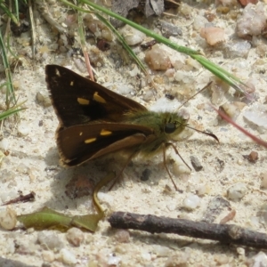 Timoconia flammeata at Paddys River, ACT - 4 Feb 2023