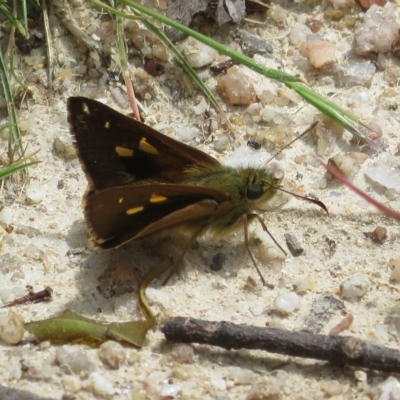 Timoconia flammeata (Bright Shield-skipper) at Paddys River, ACT - 4 Feb 2023 by Christine