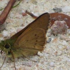 Timoconia flammeata at Paddys River, ACT - 4 Feb 2023