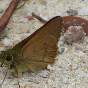 Timoconia flammeata at Paddys River, ACT - 4 Feb 2023