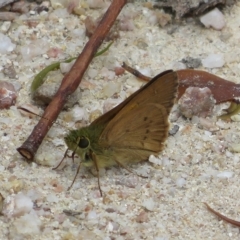 Timoconia flammeata at Paddys River, ACT - 4 Feb 2023