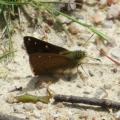 Timoconia flammeata at Paddys River, ACT - 4 Feb 2023