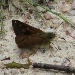 Timoconia flammeata at Paddys River, ACT - 4 Feb 2023