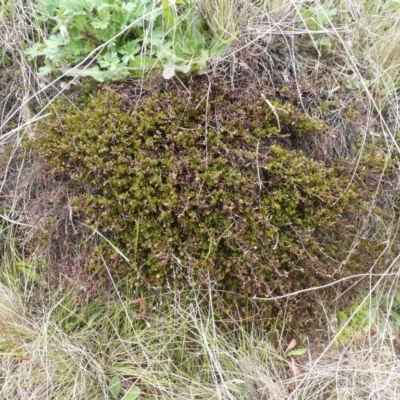 Muehlenbeckia axillaris (Matted Lignum) at Mount Clear, ACT - 9 Nov 2022 by RogerF