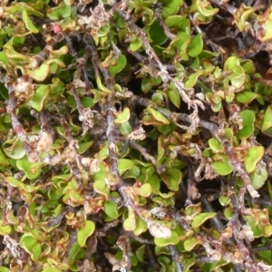 Muehlenbeckia axillaris at Mount Clear, ACT - 9 Nov 2022 11:34 AM