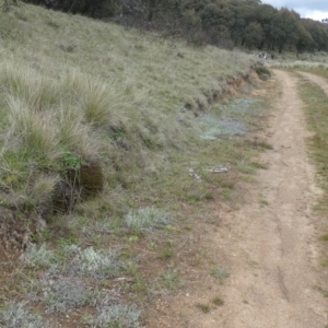 Muehlenbeckia axillaris at Mount Clear, ACT - 9 Nov 2022 11:34 AM