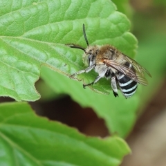 Amegilla sp. (genus) (Blue Banded Bee) at Wodonga, VIC - 23 Mar 2023 by KylieWaldon