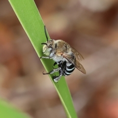 Amegilla sp. (genus) at Wodonga, VIC - 23 Mar 2023 01:44 PM
