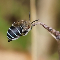 Amegilla sp. (genus) at Wodonga, VIC - 23 Mar 2023 01:44 PM