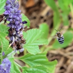 Amegilla sp. (genus) at Wodonga, VIC - 23 Mar 2023 01:44 PM