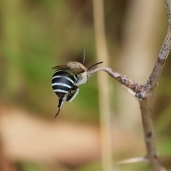 Amegilla sp. (genus) at Wodonga, VIC - 23 Mar 2023 01:44 PM