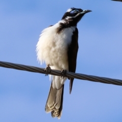 Entomyzon cyanotis (Blue-faced Honeyeater) at Wodonga, VIC - 18 Mar 2023 by KylieWaldon