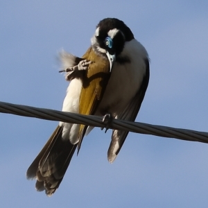 Entomyzon cyanotis at Wodonga, VIC - 19 Mar 2023 09:11 AM