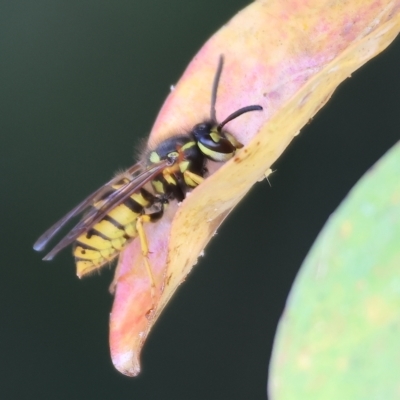 Vespula germanica (European wasp) at Wodonga, VIC - 18 Mar 2023 by KylieWaldon