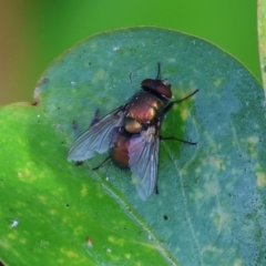 Lucilia cuprina (Australian sheep blowfly) at Wodonga - 18 Mar 2023 by KylieWaldon