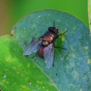 Lucilia cuprina at Wodonga, VIC - 19 Mar 2023 09:21 AM