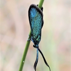 Pollanisus (genus) at Aranda, ACT - 21 Mar 2023